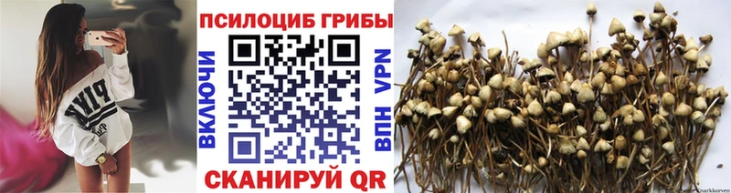купить  цена  Сковородино  Галлюциногенные грибы Psilocybine cubensis 